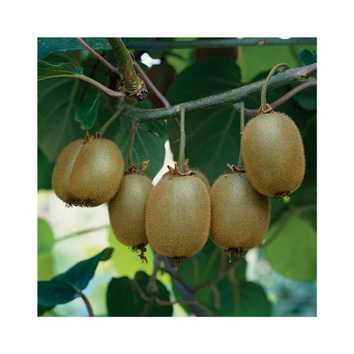Kiwi Femelle Koryoku Bio. Le pot de 2 litres