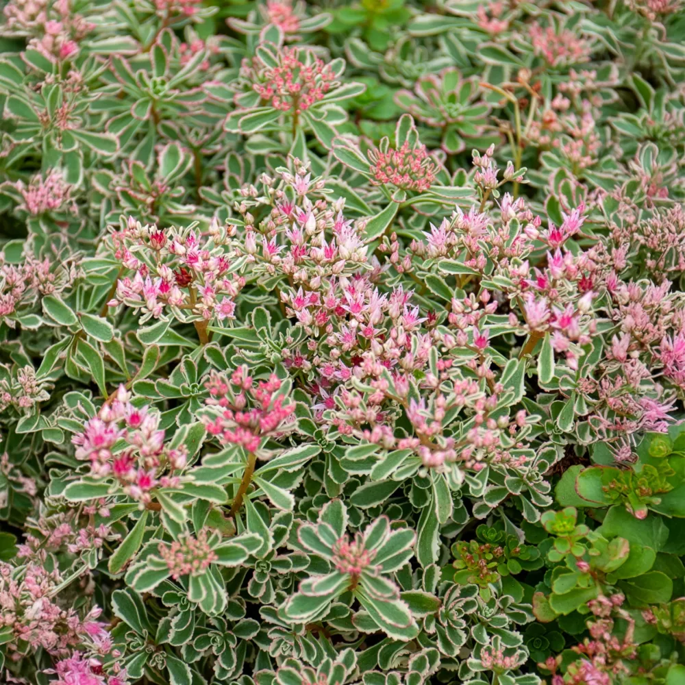 Sedum spurium panaché Sedum spurium Variegatum