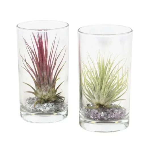 Tillandsia vert en verrerie cylindre 10 cm