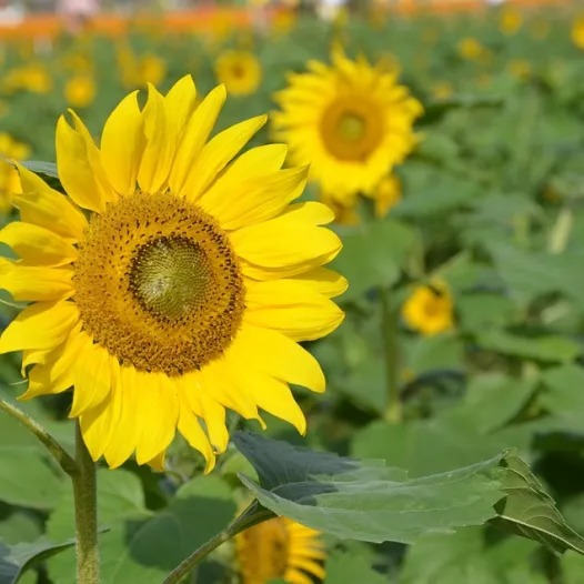 Zonnebloem Groot Geel | Biologische en zaadvaste bloemenzaden