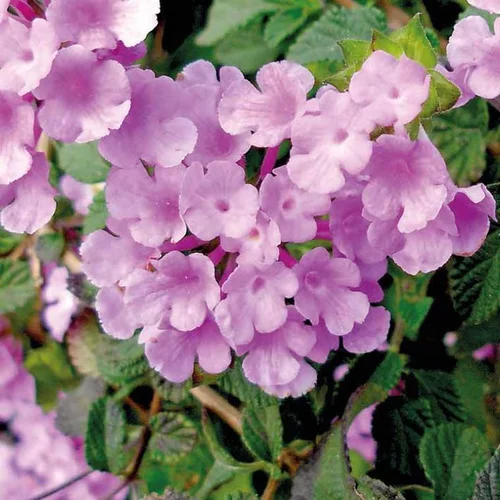 Lantana Sellowiana à fleurs roses - Le pot carré bleu de 5 litres