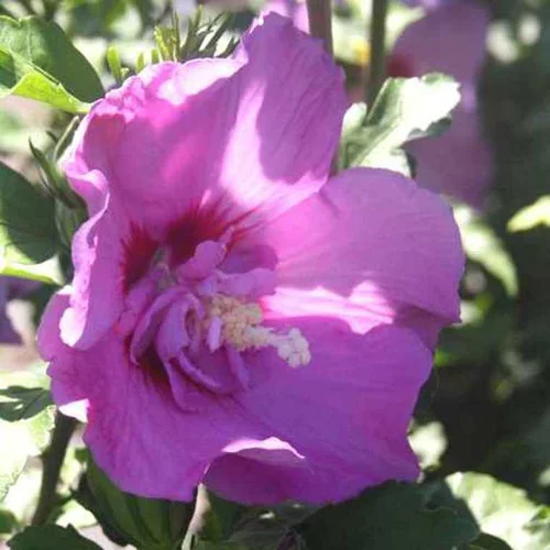 Althéa varié (Hibiscus) 40/60. Le pot de 4 litres