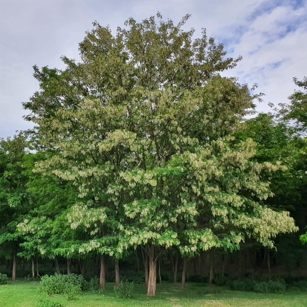 Robinier - Faux-acacia Robinia pseudoacacia