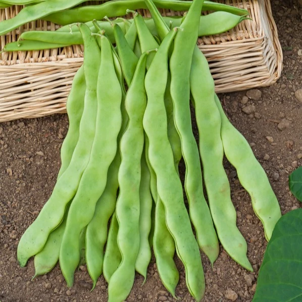 Haricot à rames plat Planeta Phaseolus vulgaris planeta