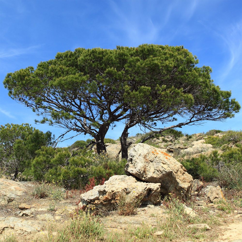 Pin d’Alep Pinus halepensis