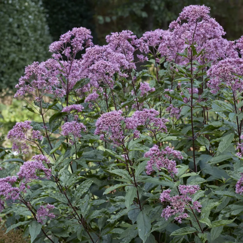 Eupatoire maculée Phantom Eupatorium maculatum Phantom