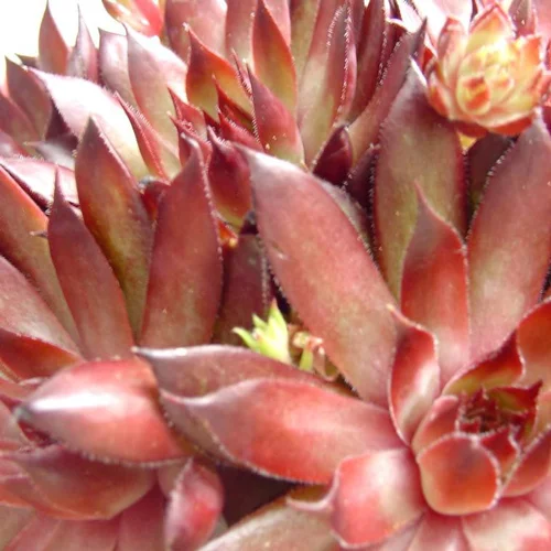 Sempervivum Mix - Le pot de 0,5 litre