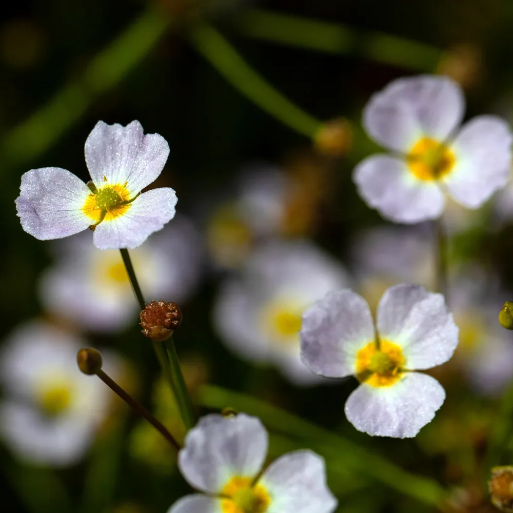 Flûteau fausse-renoncule Baldellia ranunculoides
