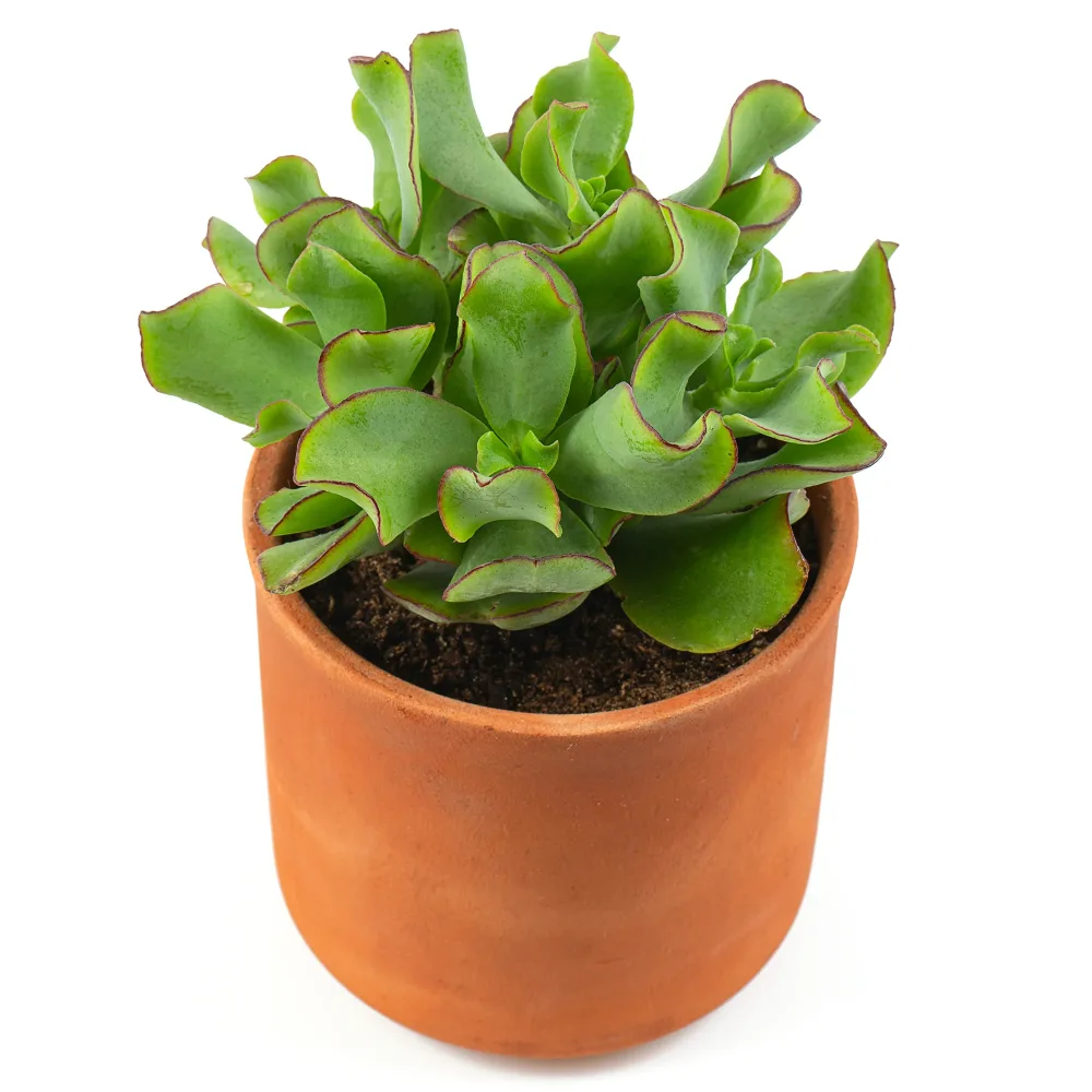 Crassula Arborescens 'Curly Green' Crassula arborescens Curly Green