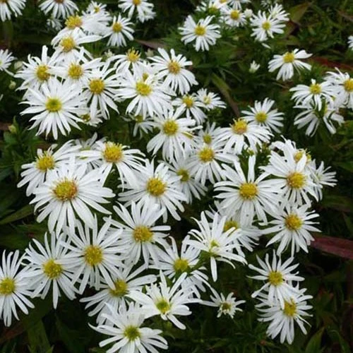 Aster dumosus Kristina Aster dumosus Kristina