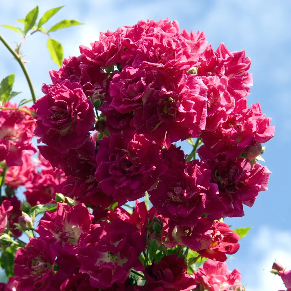 Rosier Super Excelsa® grimpant Rosa Super Excelsa®