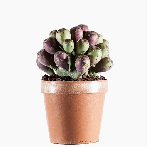Opuntia Etna en pot de 3 L vert