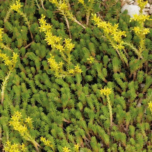 Sedum Sexangulare jaune - Le pot de 9 x 9 cm