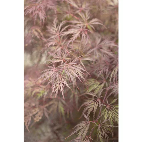 Erable du Japon (ACER PALMATUM DISSECTUM INABASHIDARE ) Le pot de 3 litres