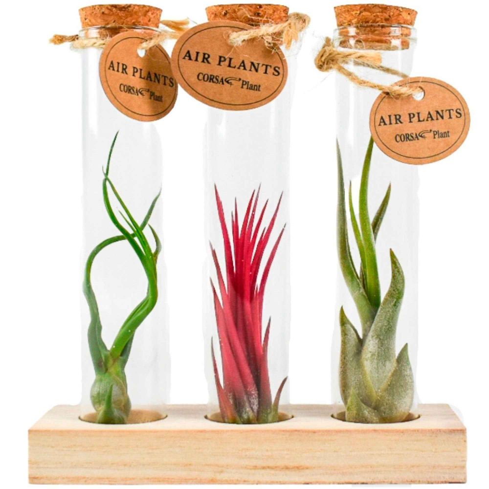 Collection de Tillandsias avec tubes en verre Tillandsia ionantha, tillandsia caput-medusae, tillandsia bulbosa