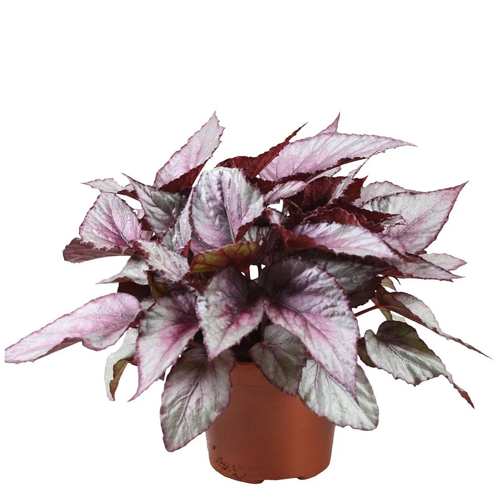 Bégonia Beleaf Maori Haze Begonia beleaf maori haze