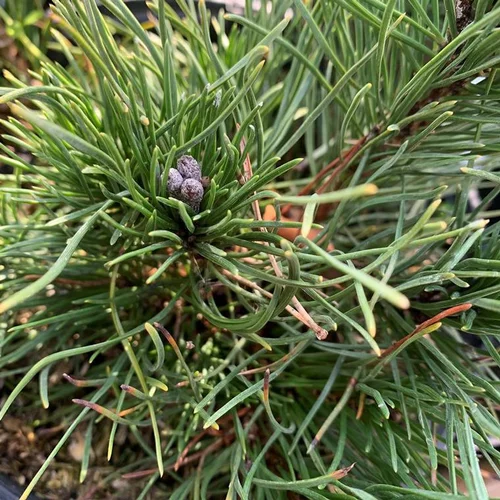 Pin (Pinus) Mugo Pumilio 30/40. Le pot de 3 litres