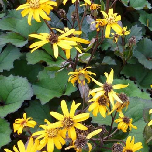 Ligulaire Desdemona Ligularia dentata desdemona