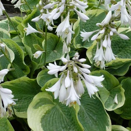 Hosta Northern Exposure Hosta northern exposure