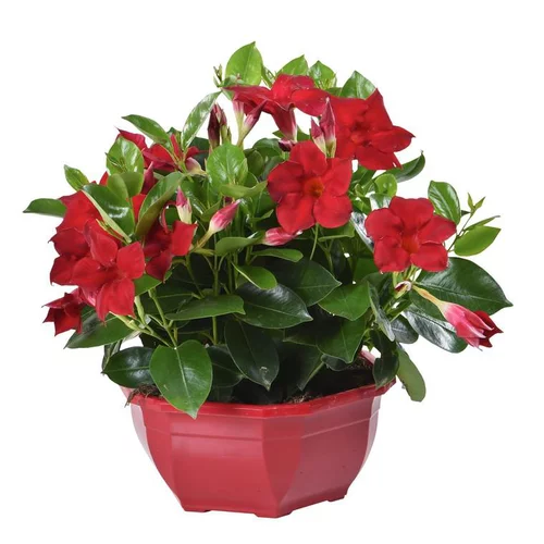 Dipladénia buisson - La coupe de 25 cm