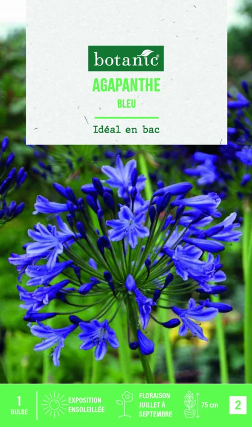 Bulbe de fleurs Agapanthe bleu botanic® - 1 bulbe