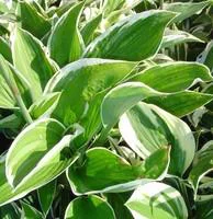 Hosta variées - Le pot de 3 litres