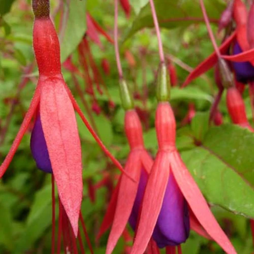 Fuchsia rustique à feuilles pourpres Fuchsia magellanica var. gracilis