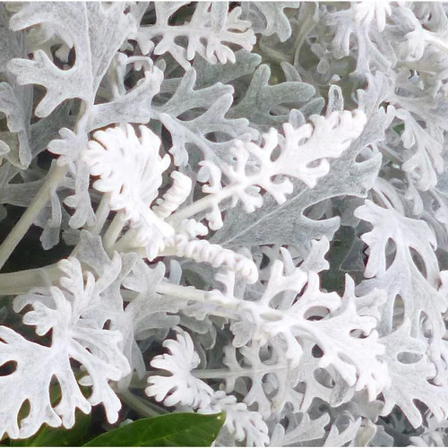 Cinéraire maritime - Le pot de 1 litre