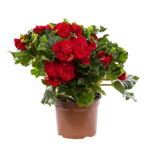 Bégonia élatior. Le pot de Ø 17 cm