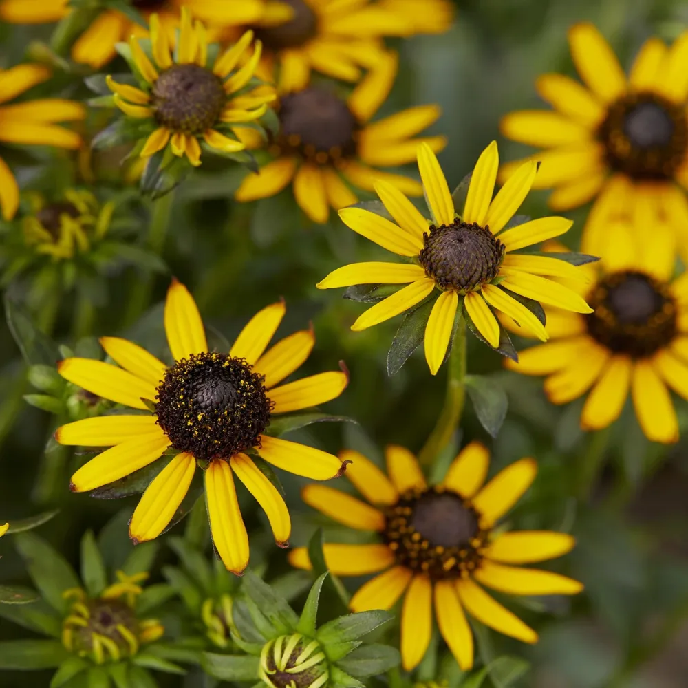 Rudbeckia Little Goldstar Rudbeckia fulgida Little Goldstar