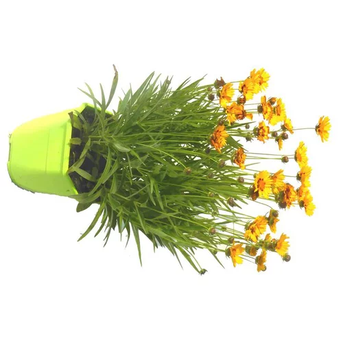 Coréopsis vivace - Le pot de 3 litres