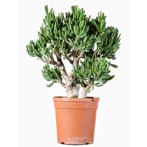 Crassula Ovata (arbre de Jade) en pot de 7 L vert