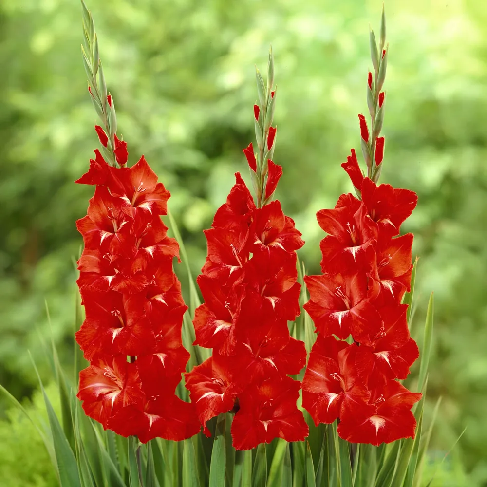 Glaïeul Traderhorn Gladiolus Traderhorn