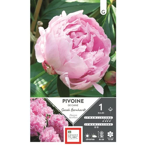 Bulbe de Pivoine herbacée Sarah Bernhardt rose