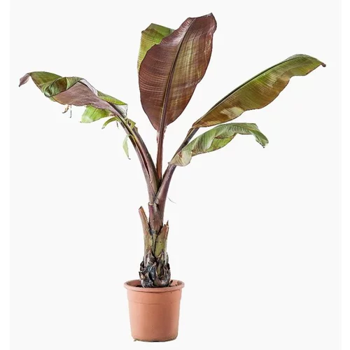 Ensete Ventricosum Maurelii (Bananier d’Abyssinie) en pot de 5 L vert