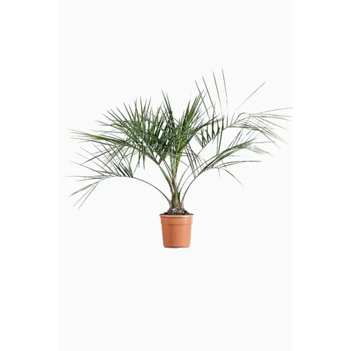 Palmier Butia. Le pot de 10 litres