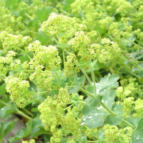 Alchémille (Alchemilla mollis ou Manteau de Notre-Dame) à fleurs jaunes - Le pot de 9 x 9 cm