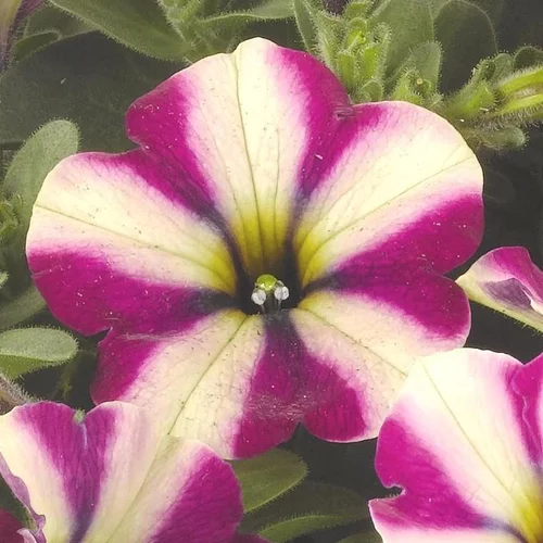 Pétunia pépi néon - Le pot de 1 litre