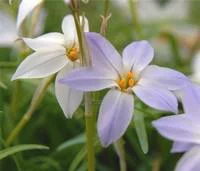 Ipheion Uniflorum - Le pot de 1 litre