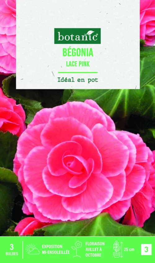 Bulbes de fleurs Bégonia Picotée Lace rose botanic® - 3 bulbes