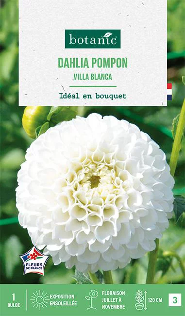 Bulbe de fleurs Dalhia pompon Villa Blanca botanic® - 1 bulbe
