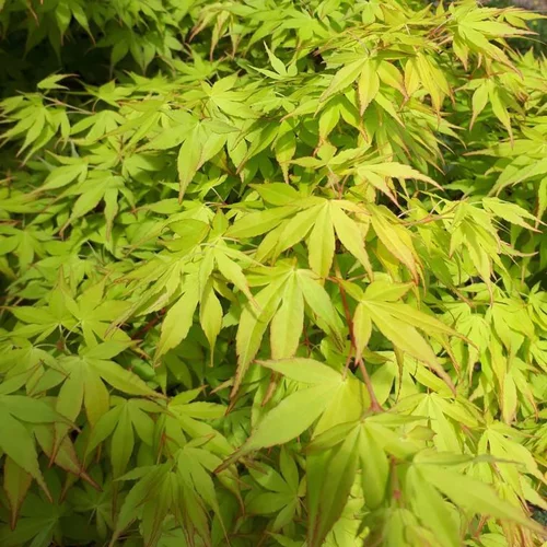 Érable du Japon Katsura orange. Le pot de 16 litres