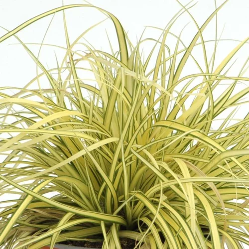 Carex Evergold - Le pot de 1 litre