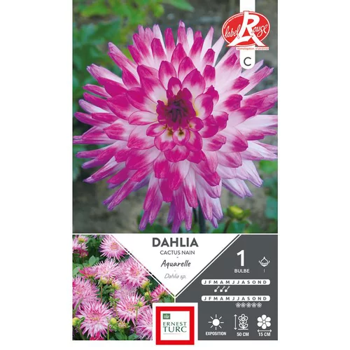 Dahlia cactus nain Aquarelle mauve/blanc Ernest Turc - 1 bulbe