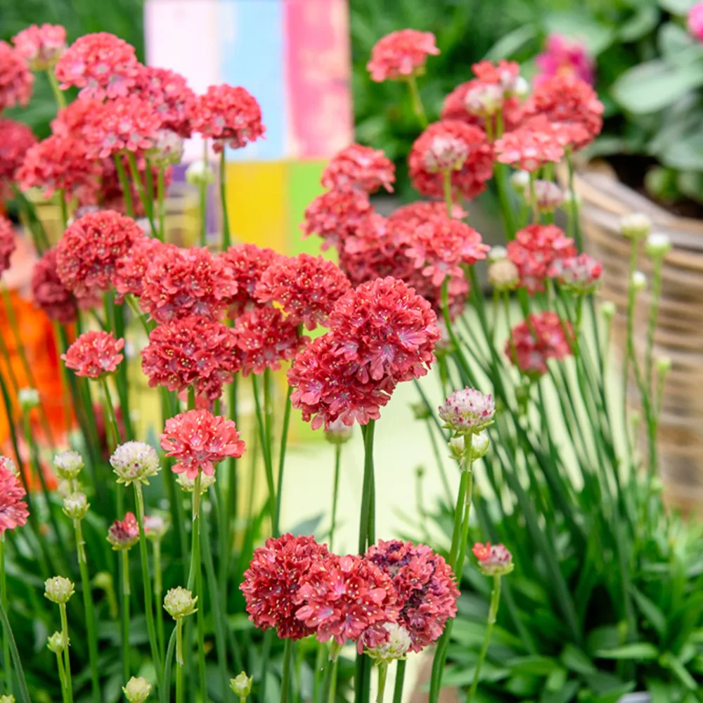 Gazon d'Espagne Ballerina rouge Armeria pseudarmeria Ballerina Red