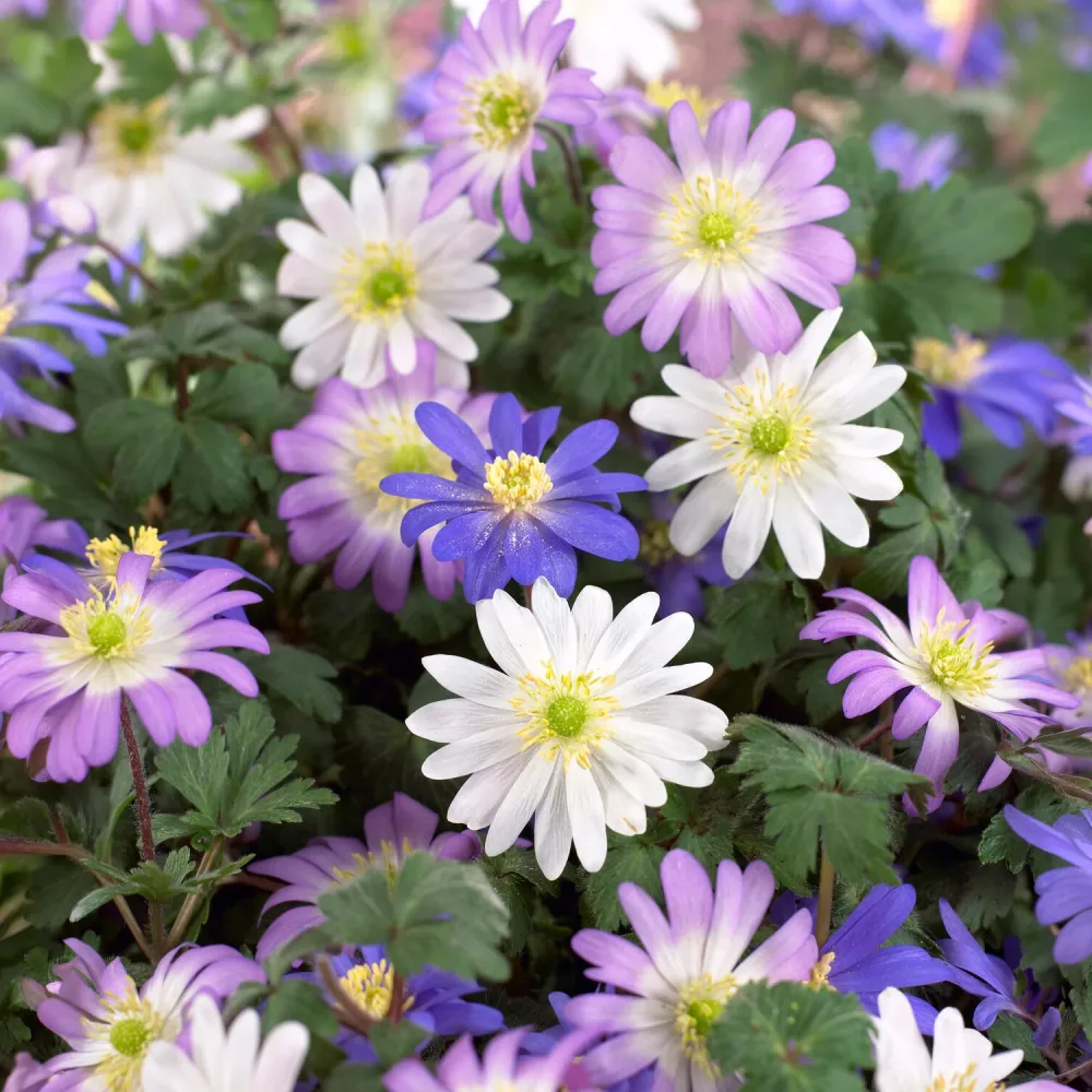 Anémones blanda en mélange Anemone blanda