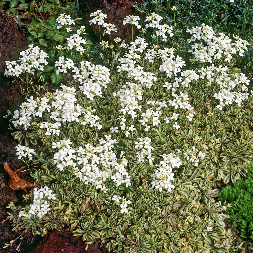 Arabette rampante Variegata Arabis ferdinandi-coburgii variegata