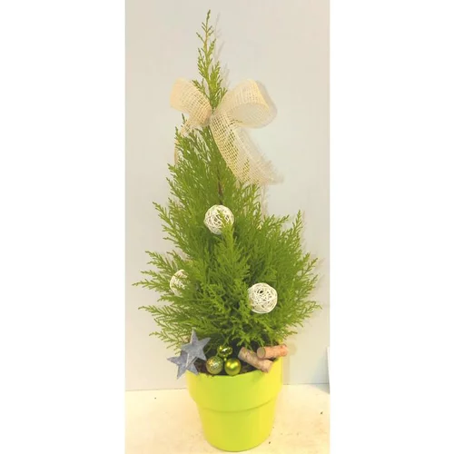 Cupressus Gold Crest - Pot déco