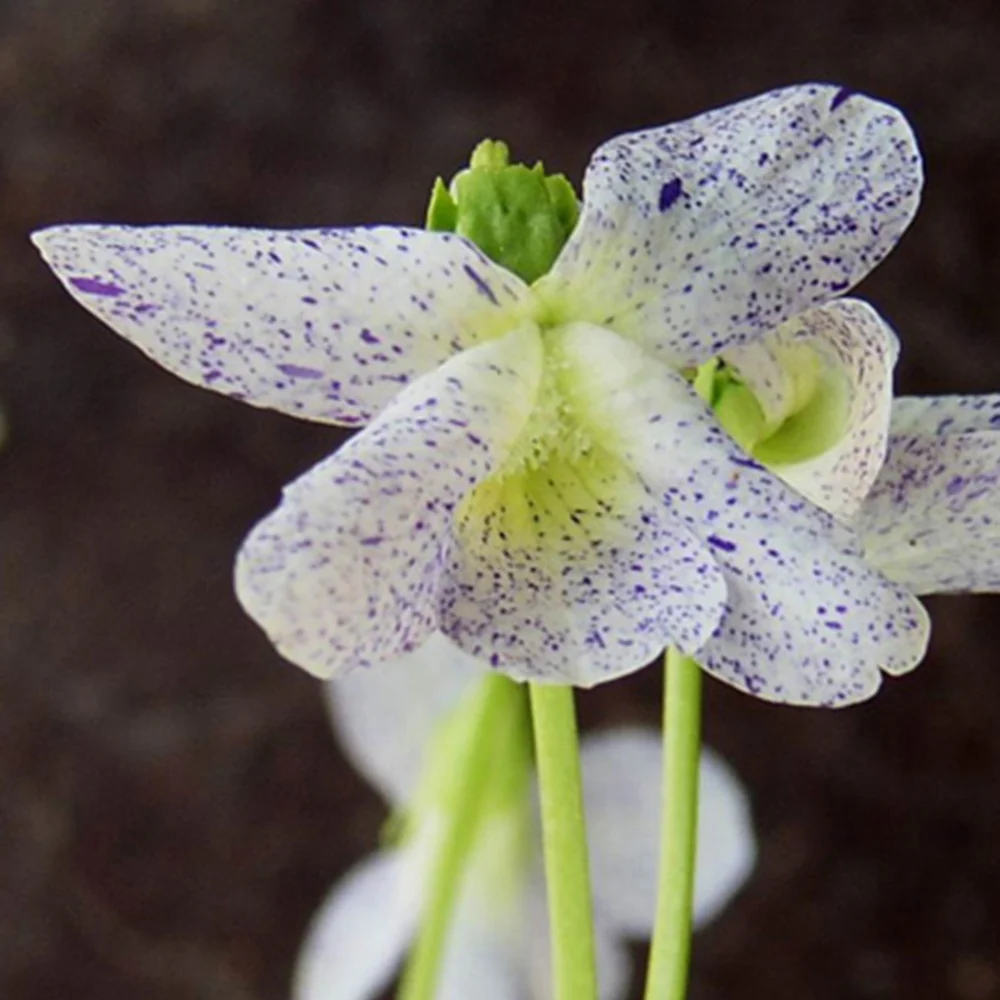 Violette vivace Freckles Viola sororia freckles
