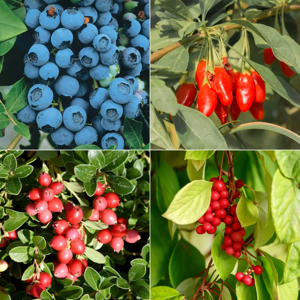 Collection de 4 arbustes à fruits vitaminés Vaccinium corymbosum, lycium barbarum, vaccinum macrocarpon, schisandra chinensis